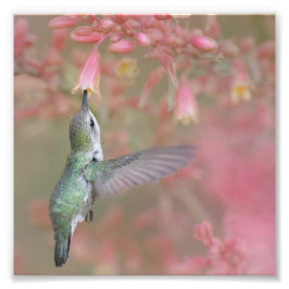 Hummingbird sipping på blommor fototryck