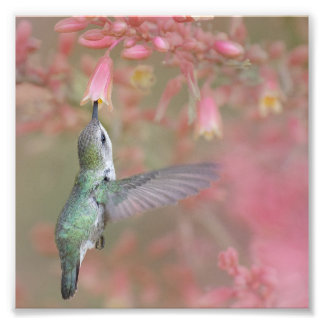Hummingbird sipping på blommor fototryck