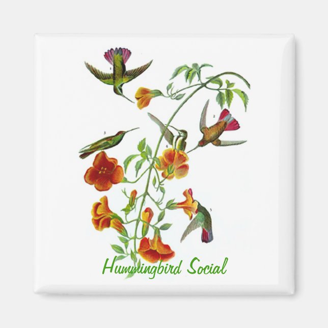 Hummingbird Social Magnet (Framsidan)