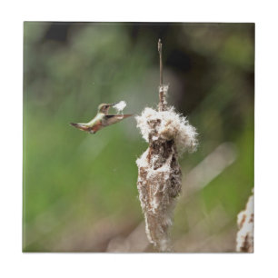 Hummingbird som bygger en bygga bo kakelplatta