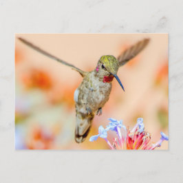 Hummingbird som flyger över blommor med rosa-beläg vykort