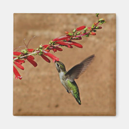 Hummingbird som matar i trädgården magnet