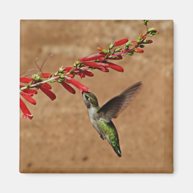 Hummingbird som matar i trädgården magnet (Framsidan)