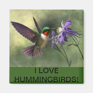 Hummingbird som matar på en blommablommagnet magnet