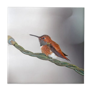 Hummingbird som ut klibbar tungan kakelplatta