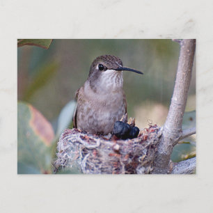 Hummingbird Spädbarn 2 Vykort