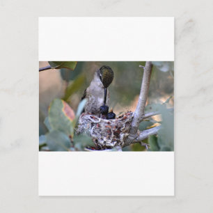 Hummingbird Spädbarn Vykort