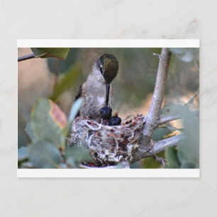Hummingbird Spädbarn Vykort