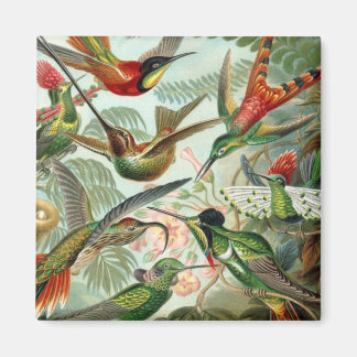 Hummingbird Square Magnet