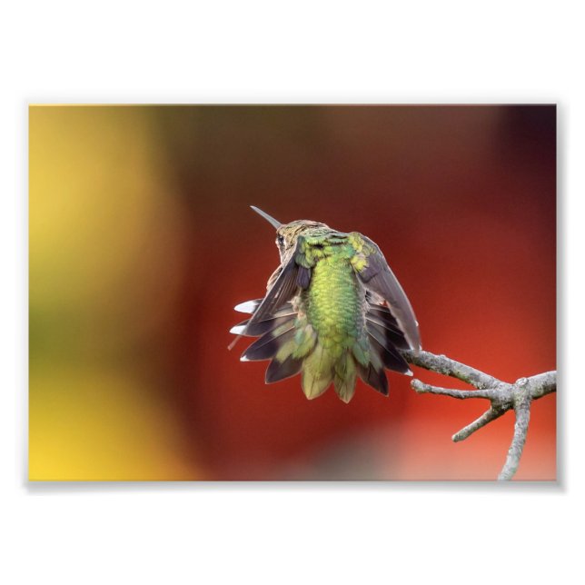 Hummingbird Stretch Photo Print Fototryck (Framsidan)