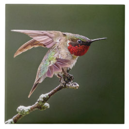 Hummingbird Stretches Kakelplatta