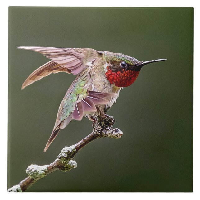Hummingbird Stretches Kakelplatta (Framsidan)