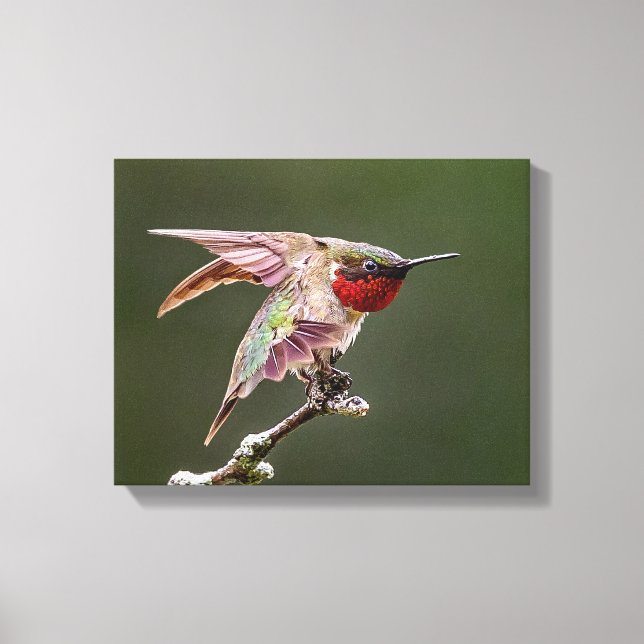 Hummingbird Stretches Photo Print Canvastryck (Framsida)
