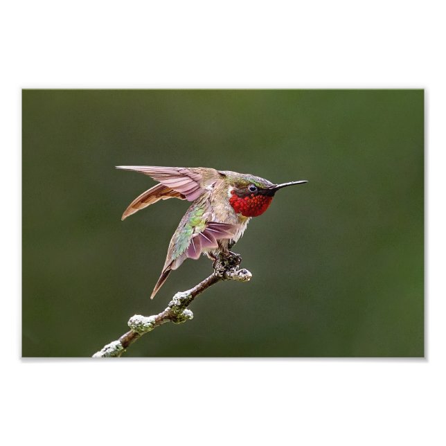 Hummingbird Stretches Photo Print Fototryck (Framsidan)