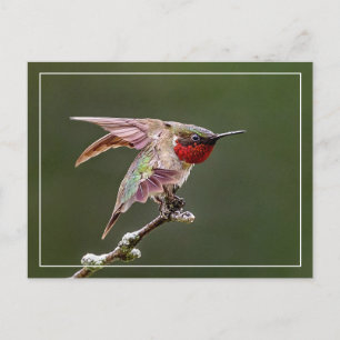 Hummingbird Stretches Vykort