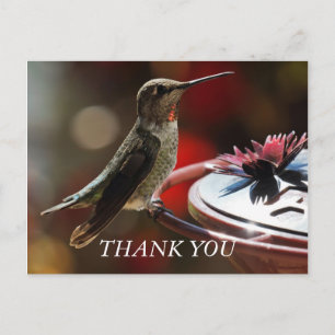 Hummingbird, tack, kort