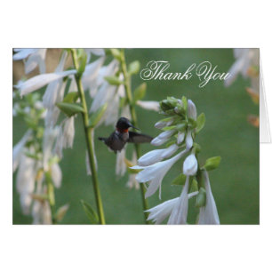 Hummingbird, tack, kort