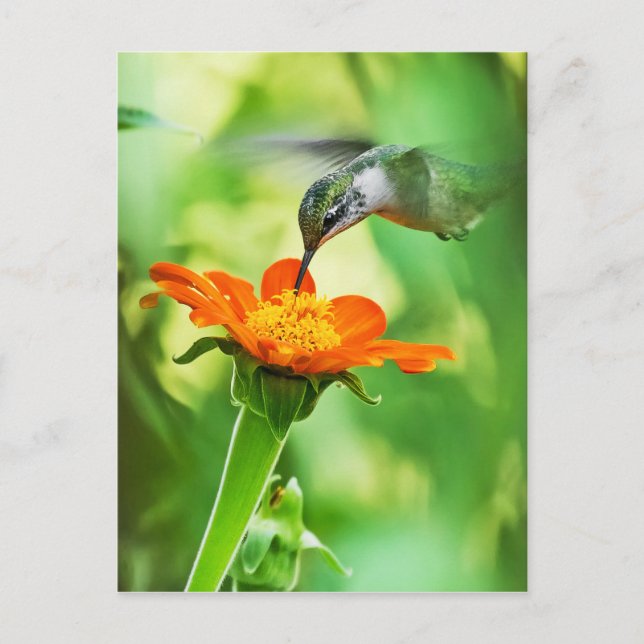 Hummingbird tar en sipp vykort (Framsida)