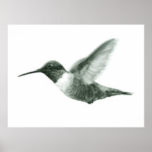 Hummingbird Teckning Poster