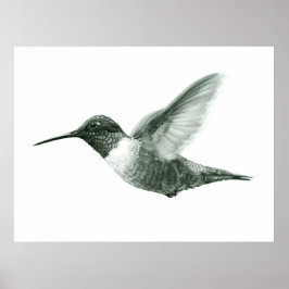Hummingbird Teckning Poster