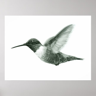 Hummingbird Teckning Poster