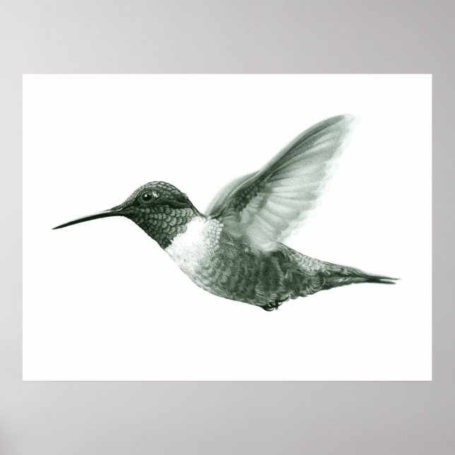 Hummingbird Teckning Poster (Framsidan)
