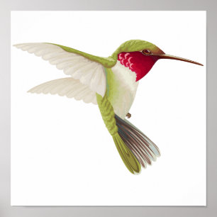 Hummingbird teckning poster
