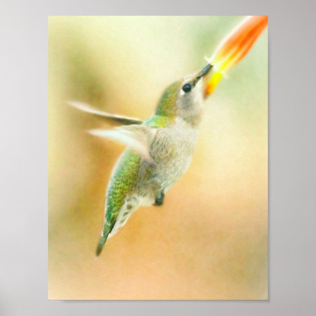 Hummingbird tidigt morgonflyg poster (Framsidan)