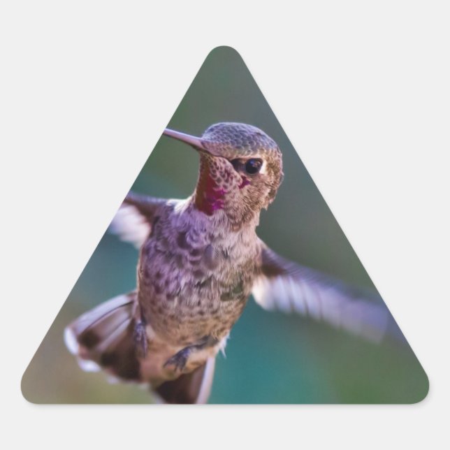 Hummingbird Triangelformat Klistermärke (Framsida)