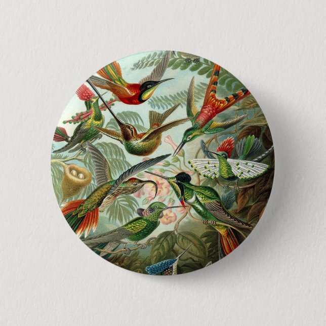 Hummingbird (Trochilidae) av Haeckel Button Knapp (Framsida)
