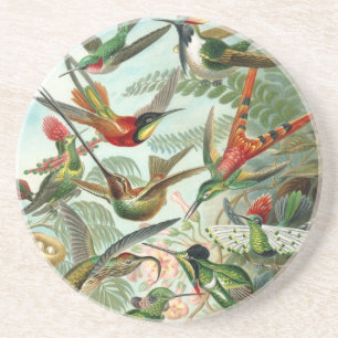 Hummingbird (Trochilidae) av Haeckel Underlägg Sandsten