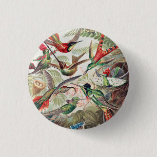 Hummingbird, Trochilidae Kolibris av Ernst Haeckel Knapp