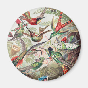 Hummingbird, Trochilidae Kolibris av Ernst Haeckel Magnet