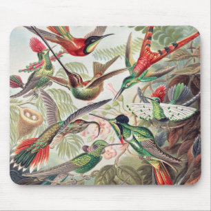 Hummingbird, Trochilidae Kolibris av Ernst Haeckel Musmatta