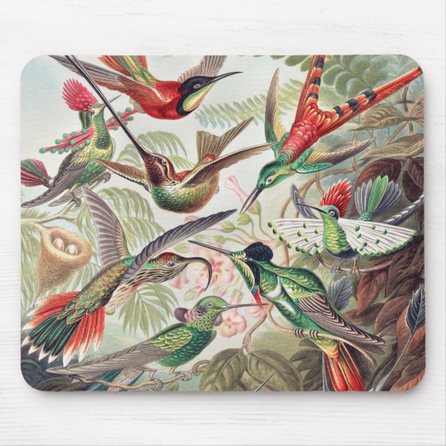 Hummingbird, Trochilidae Kolibris av Ernst Haeckel Musmatta (Framsidan)