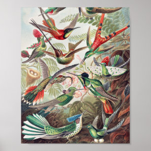 Hummingbird, Trochilidae Kolibris av Ernst Haeckel Poster