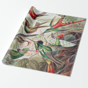 Hummingbird, Trochilidae Kolibris av Ernst Haeckel Presentpapper
