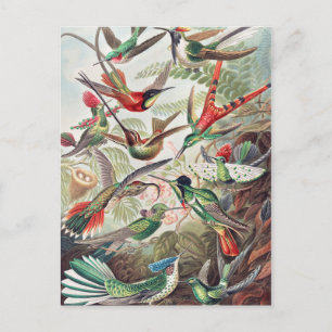 Hummingbird, Trochilidae Kolibris av Ernst Haeckel Vykort