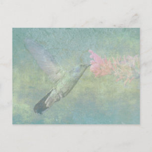 Hummingbird Tune Vykort