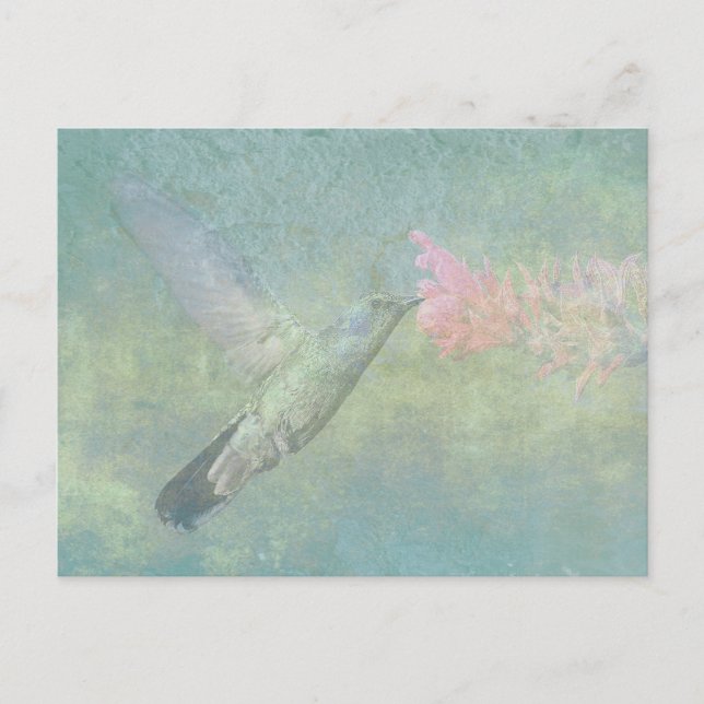 Hummingbird Tune Vykort (Framsida)