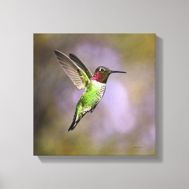 Hummingbird under flygning canvastryck (Framsida)