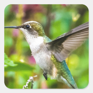 Hummingbird under flygning fyrkantigt klistermärke