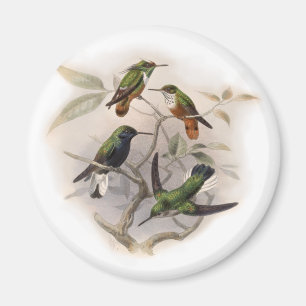 Hummingbird under flygning magnet