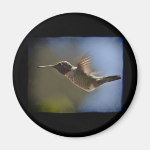 Hummingbird under flygning magnet