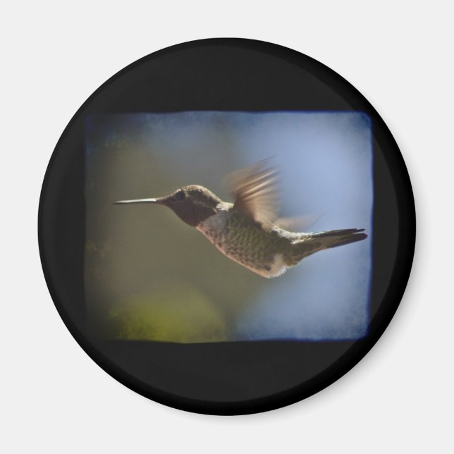 Hummingbird under flygning magnet (Framsidan)