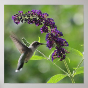 Hummingbird under flygning med Lila Butterfly Bush Poster