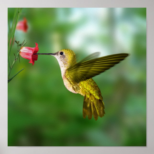 Hummingbird under flygning poster (Framsidan)