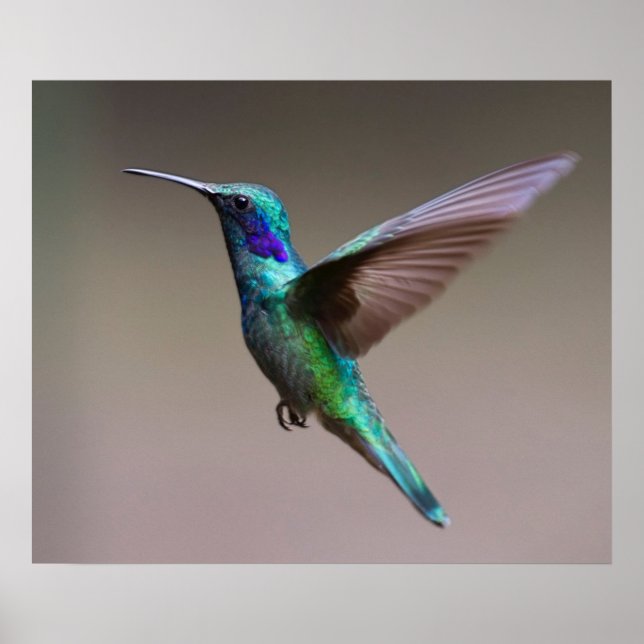 Hummingbird under flygning poster (Framsidan)