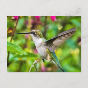 Hummingbird under flygning vykort