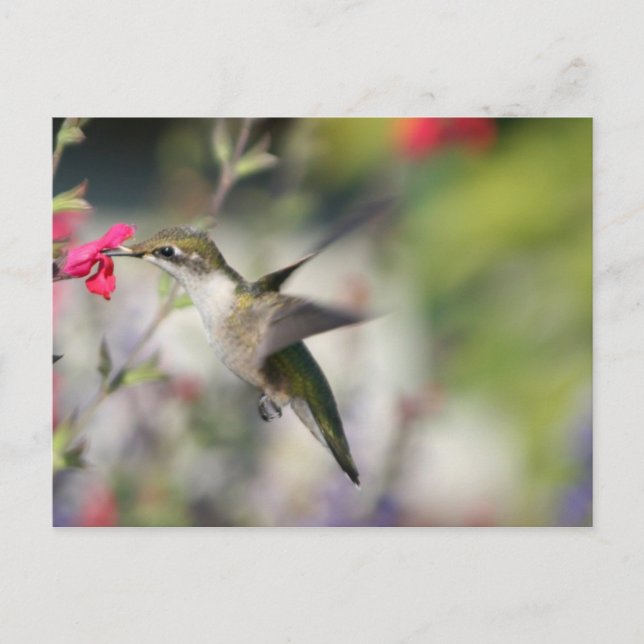 Hummingbird under flygning vykort (Framsida)